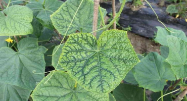 Listy okurky žloutnou, co dělat. Tipy od zkušeného zahradníka